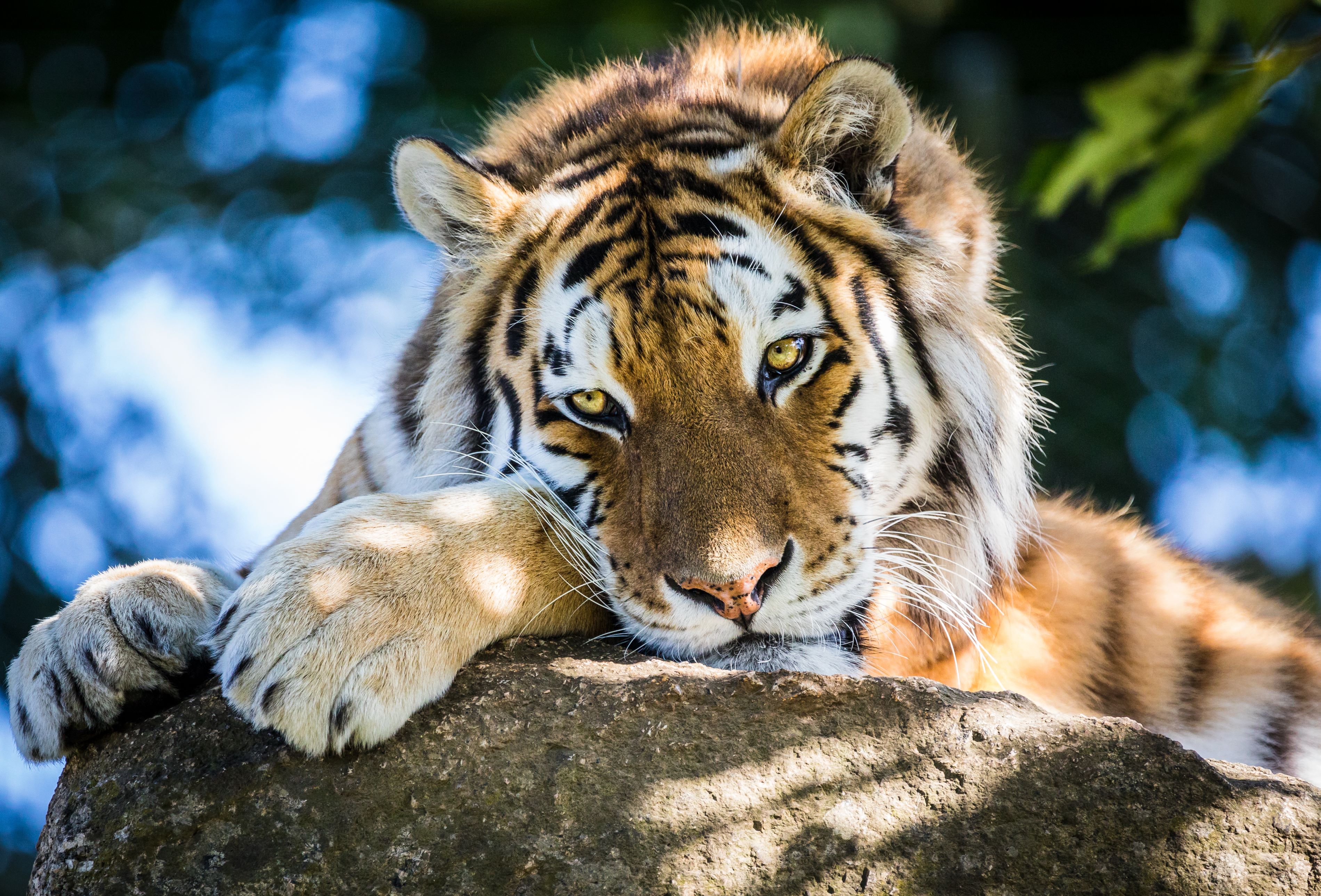 Dartmoor Zoological Park